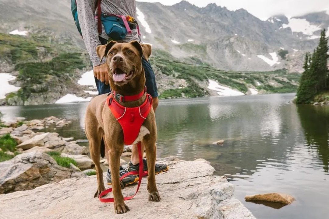 mejores-accesorios-para-perros-trekking